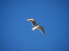 Soaring Seagull Stock Photography