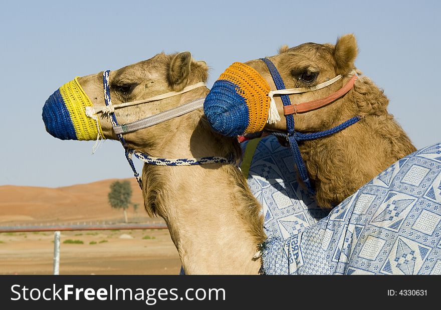 Camel Training - Young Camels in Training
