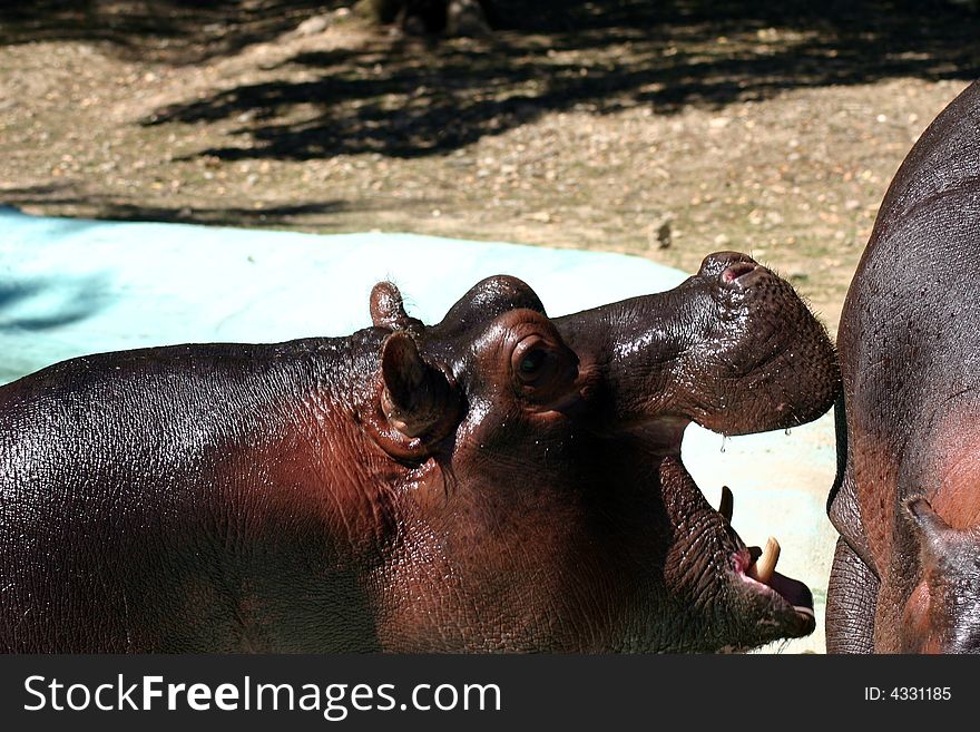 Two hippos play together - Safari Park (Pombia - Lake Maggiore). Two hippos play together - Safari Park (Pombia - Lake Maggiore)