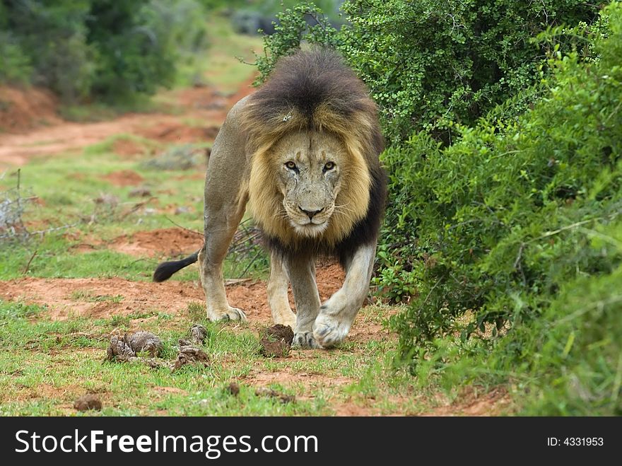 A carefully approaching Male lion is a memorable sight. A carefully approaching Male lion is a memorable sight