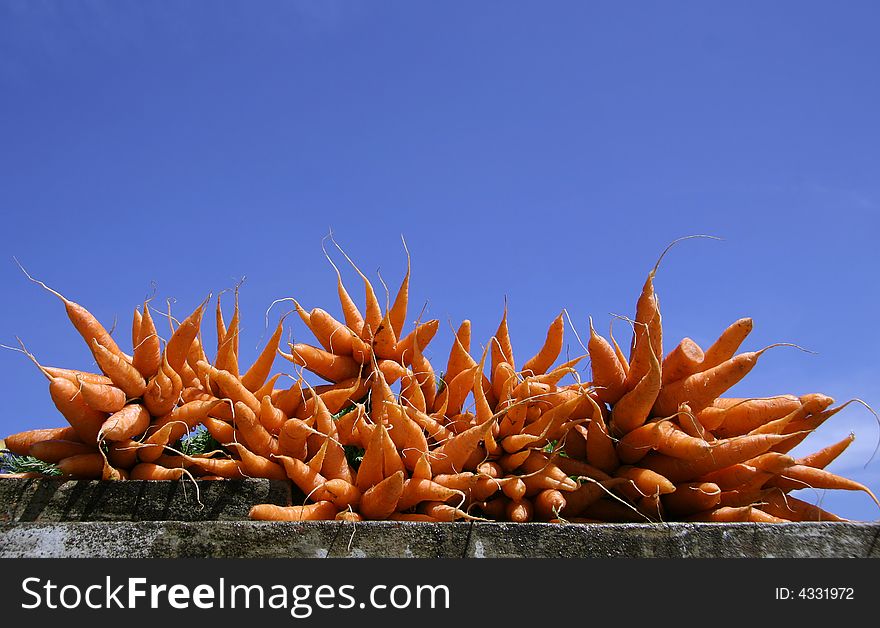 Fresh carrots display on blue sky. Fresh carrots display on blue sky