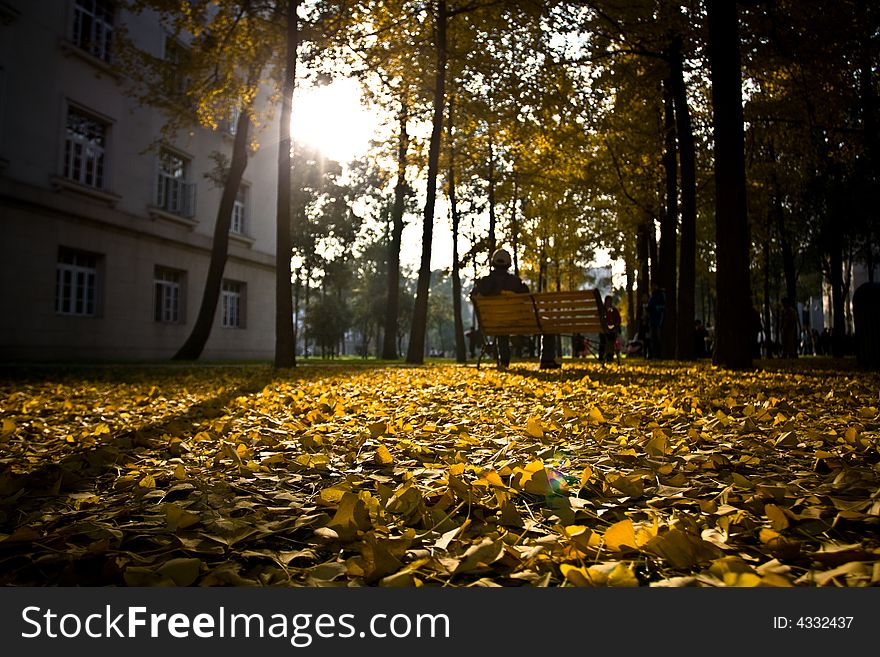 Ginkgo leaves truned gold in Autumn in University of Electronic and Science Technology of China