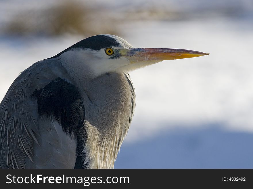 A great blue heron in the winter