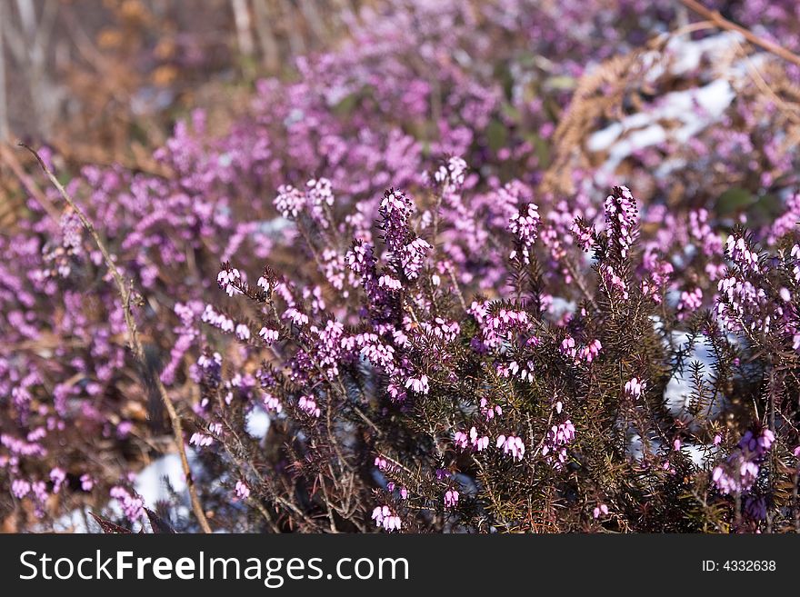 Bundle of heather plant in the nature macro