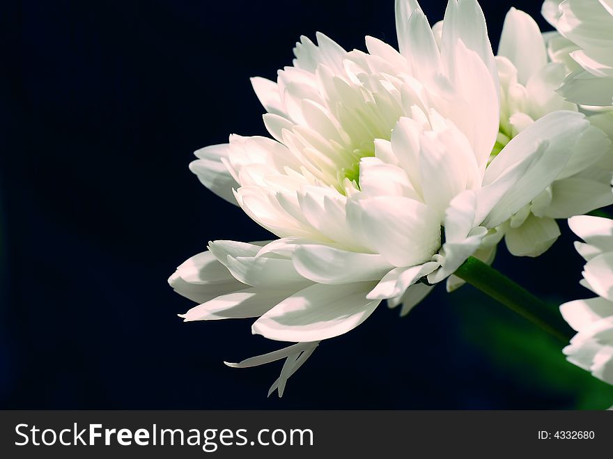 Beautiful white daisy on black background. Beautiful white daisy on black background