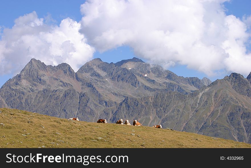Group of cows resting on a meadow in the Austrian alps