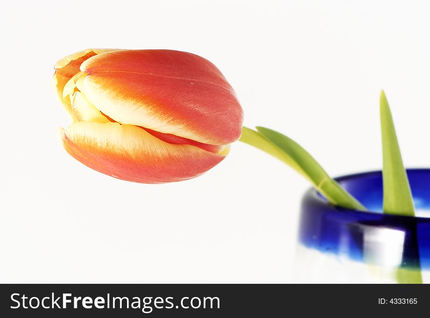 Nice tulip on a cup