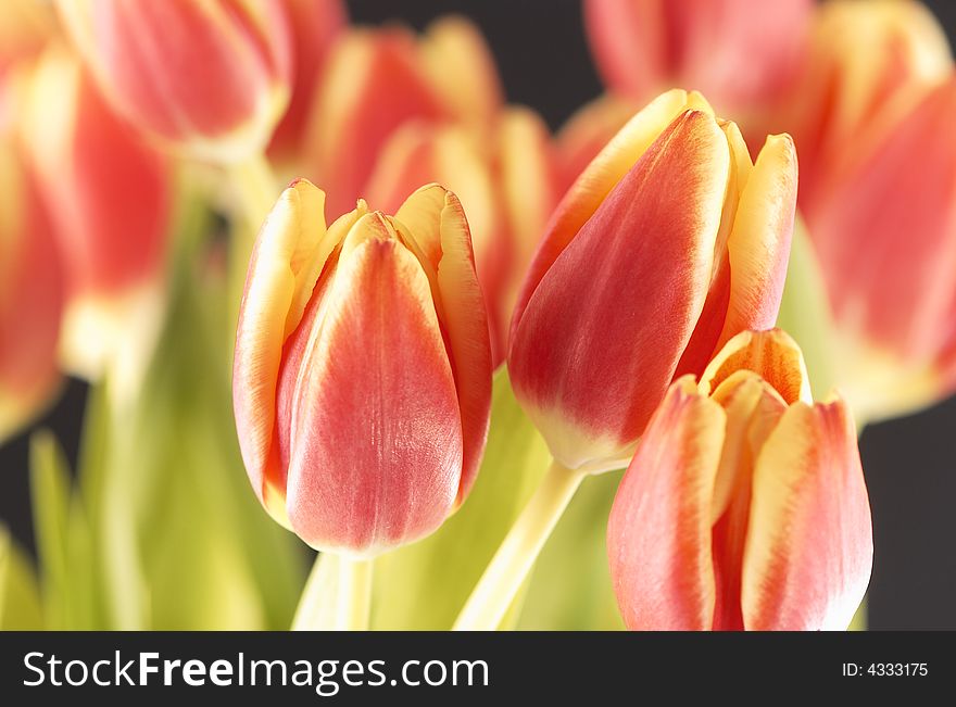 Group of nice red tulips