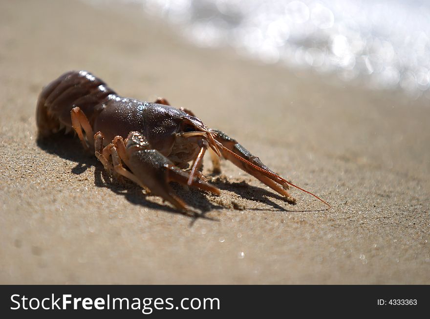 Crawfish at the seashore, lying on the sand, closeup. Crawfish at the seashore, lying on the sand, closeup