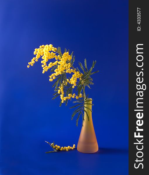 Mimosa in the orange vase