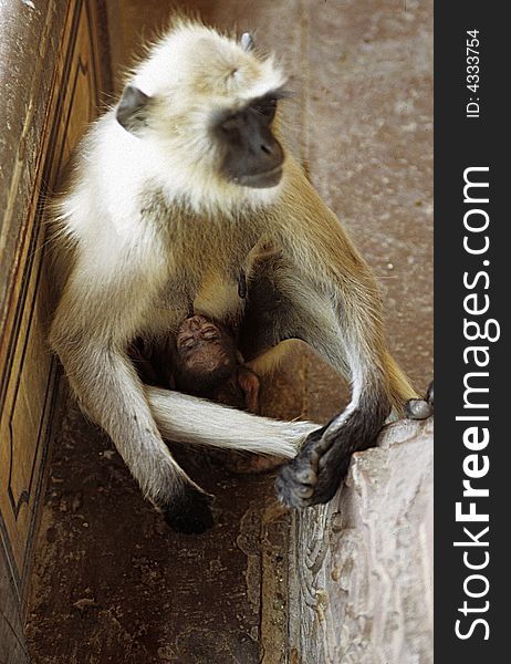 A monkey is breastfeeding her son inside a temple in Jaipur India. A monkey is breastfeeding her son inside a temple in Jaipur India