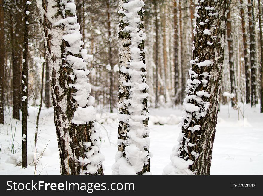 Three birch trunks in winter forest