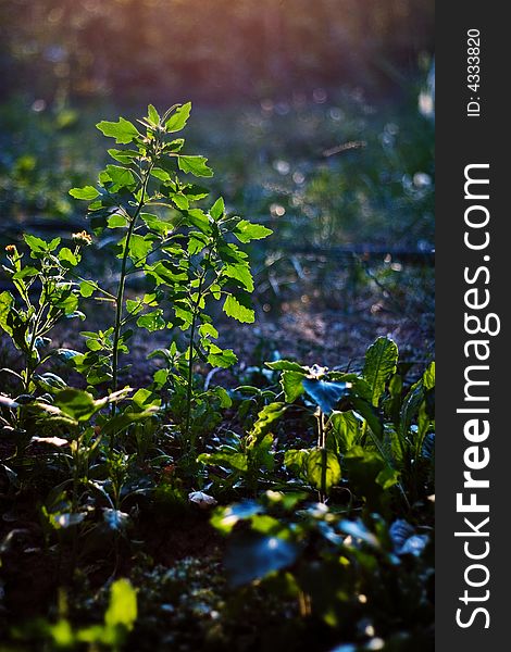 Green plants with dramatic backlighting.