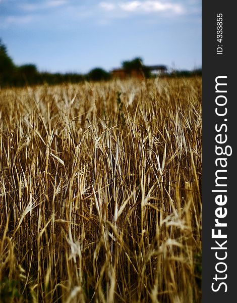 Harvested Wheat Field