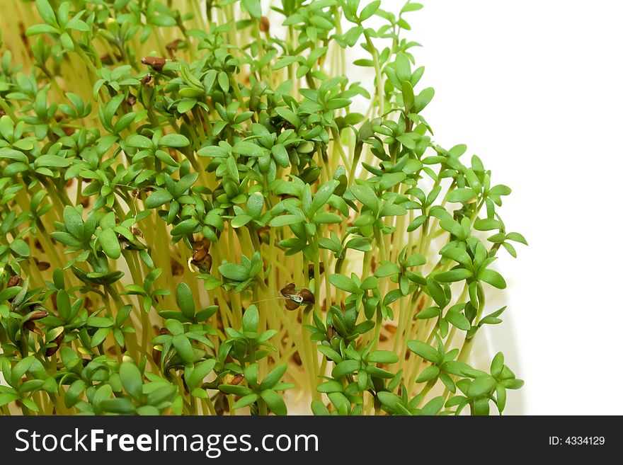 Close-up of fresh green delicate cress on white