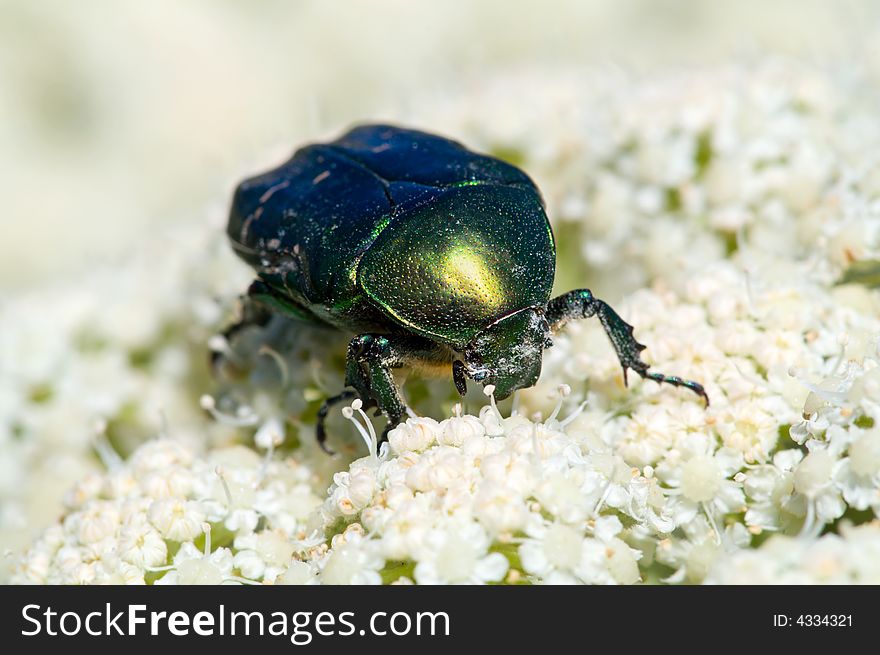 Cetonia aurata beetle on white flowers