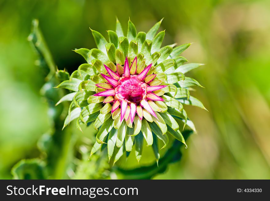 Red thistle flower, view from above
