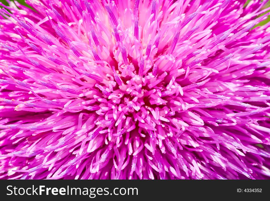 Bright pink thistle petals wallpaper