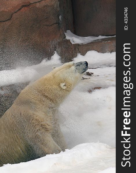 Polar Bear In The Snow