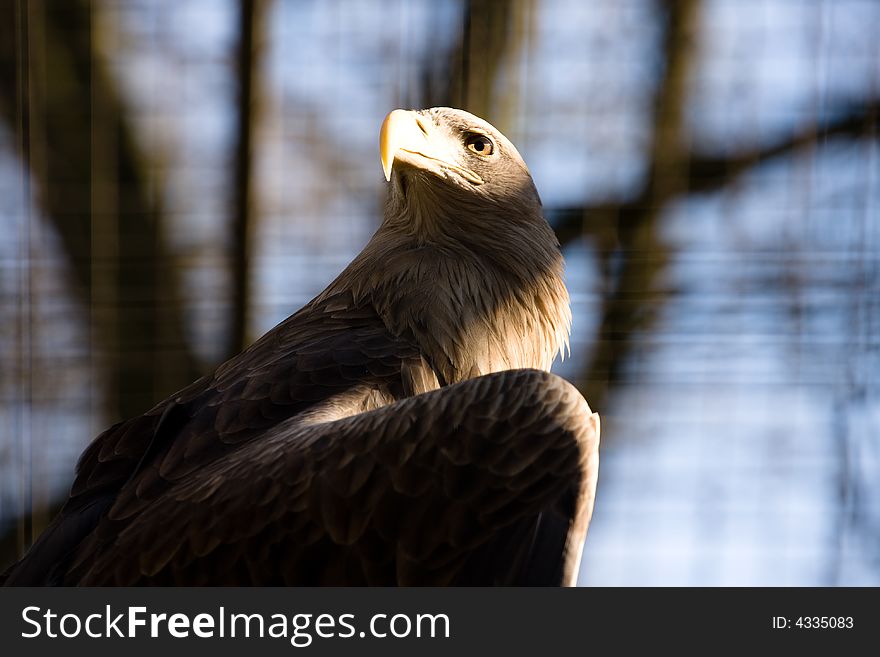 Eagle is standing on a tree. Eagle is standing on a tree