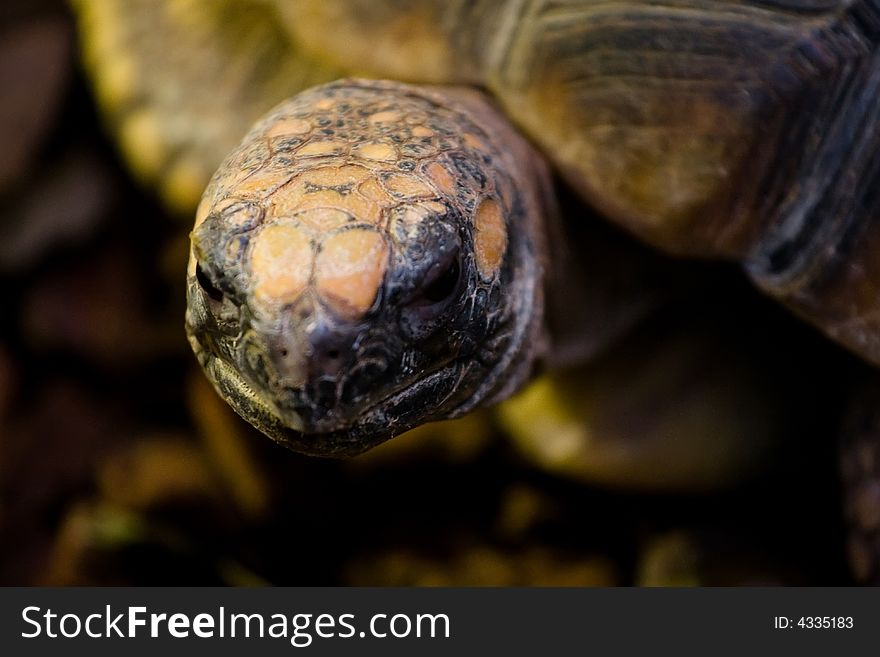 Close up of a turtle
