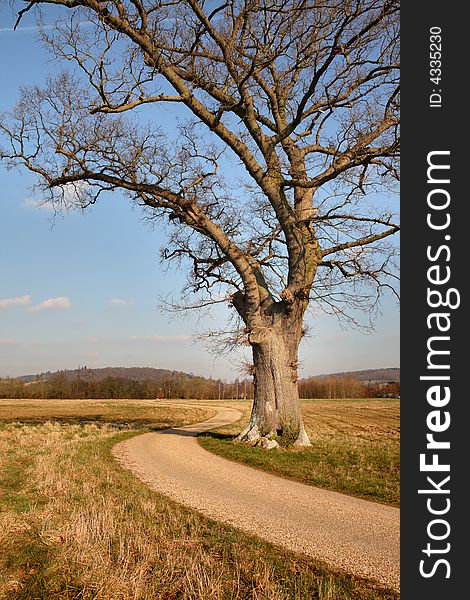 Lonely Oak Tree bathed in Winter Sunshine with a meandering Track running through. Lonely Oak Tree bathed in Winter Sunshine with a meandering Track running through