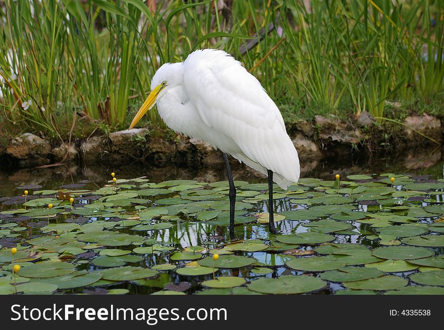 Image of long-legged tropical white wading stork-like bird. Image of long-legged tropical white wading stork-like bird