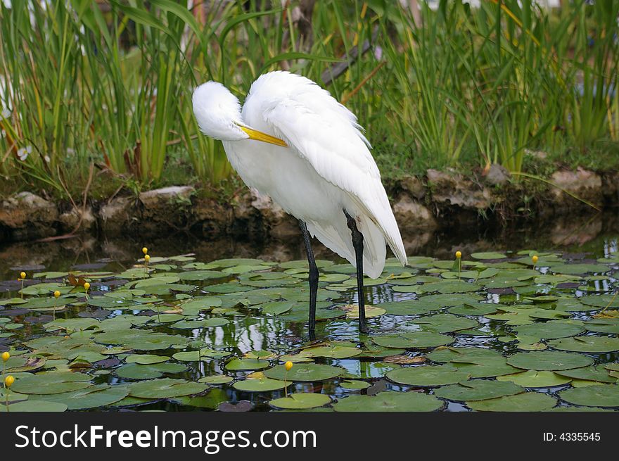 Image of long-legged tropical white wading stork-like bird. Image of long-legged tropical white wading stork-like bird