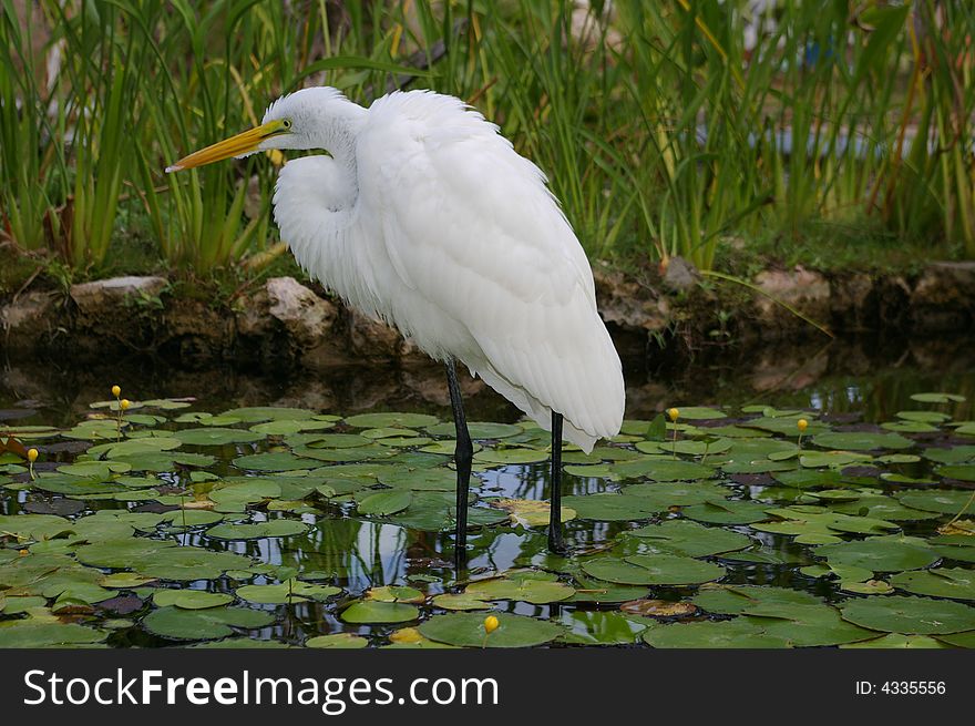 White Wading Bird 3