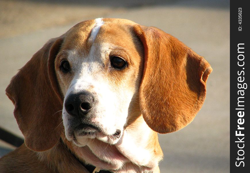 A beagle dog watching in a face shot beautiful ears and head. A beagle dog watching in a face shot beautiful ears and head