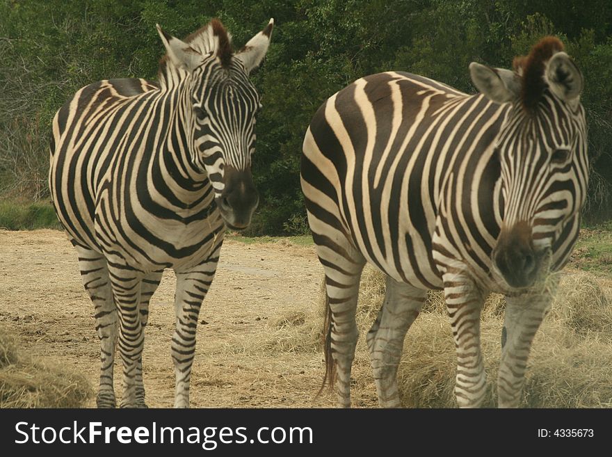 Two zebras walking at 45 degree angle to camera. Two zebras walking at 45 degree angle to camera