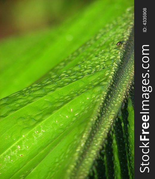 Great dof on a green banana plant leaf dew drops. Great dof on a green banana plant leaf dew drops