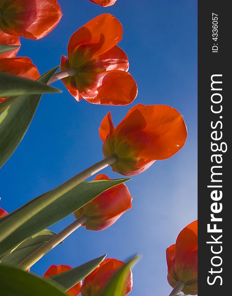 Orange tulips against the blue sky