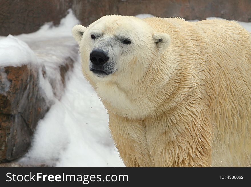 Polar Bear In The Snow