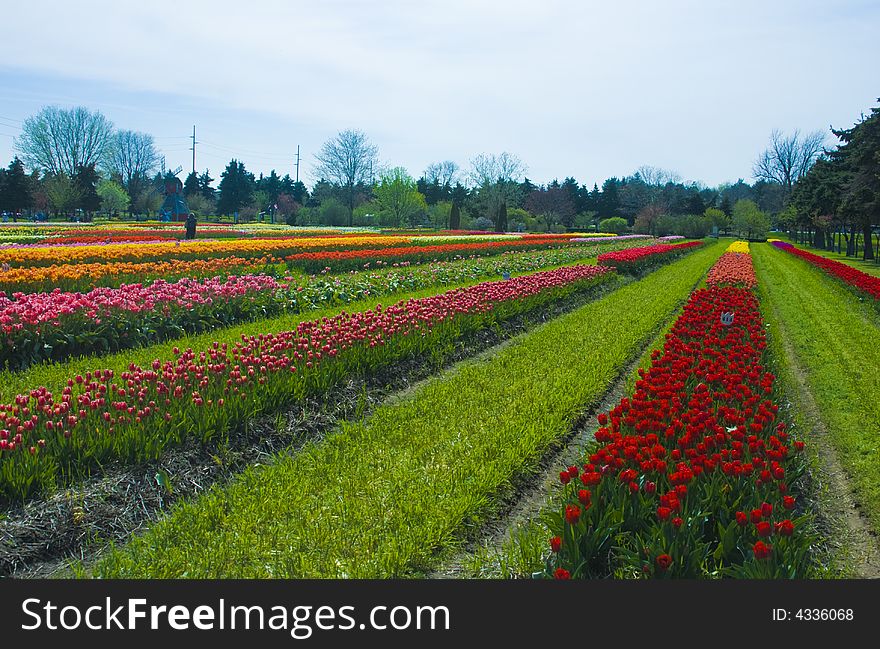 Rows and rows of multicolored flowers under the sun. Rows and rows of multicolored flowers under the sun