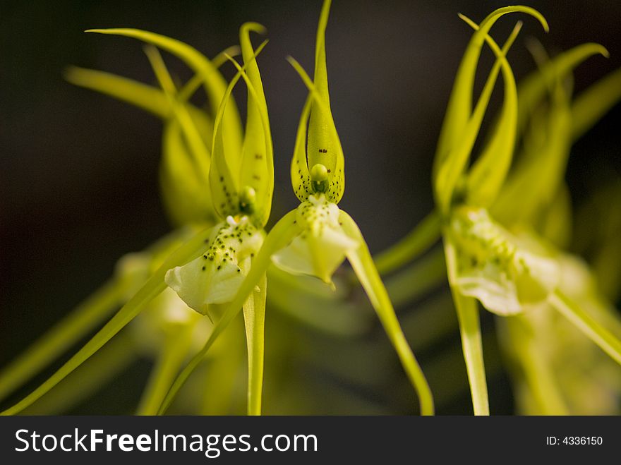 Brassia orchid flowers floating in the wind