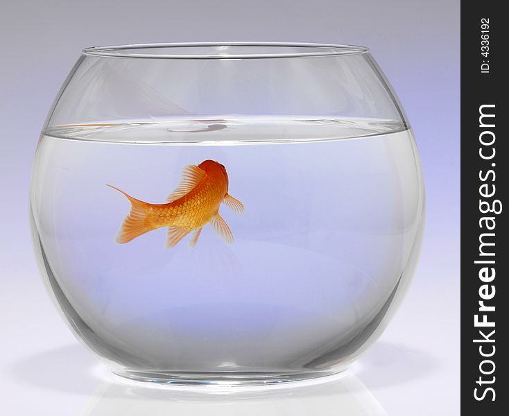 Red fish in an aquarium on a white background,