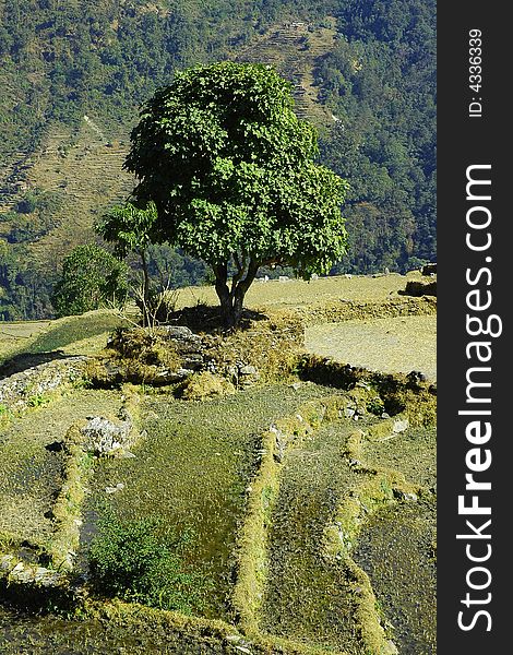 Tree in himalayas mountains, trekking in Annapurna range