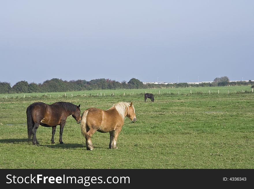 Horses on a farm in Normandy France. Horses on a farm in Normandy France