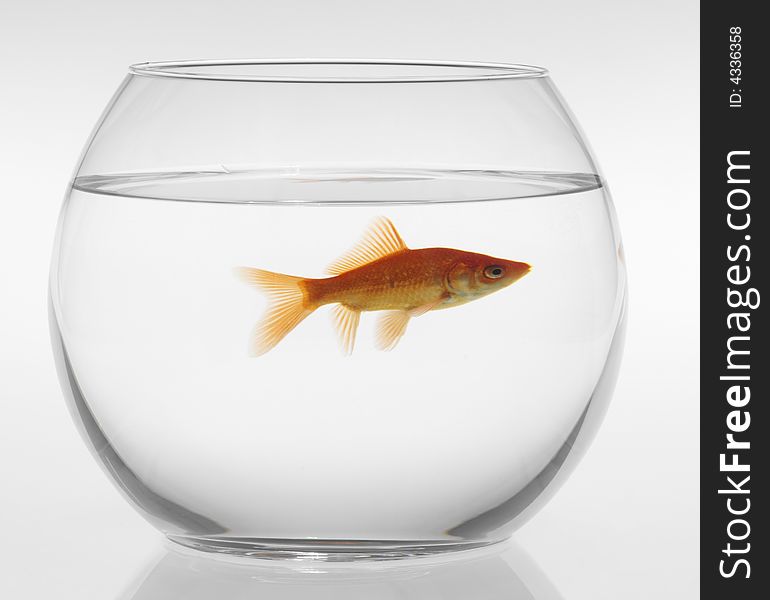 Red fish in an aquarium on a white background,