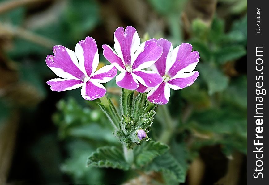 White striped pink violet taken on the garden. White striped pink violet taken on the garden