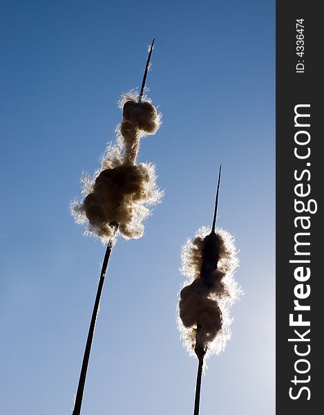 Bulrushes shedding their seeds silhouetted, against a blue sky