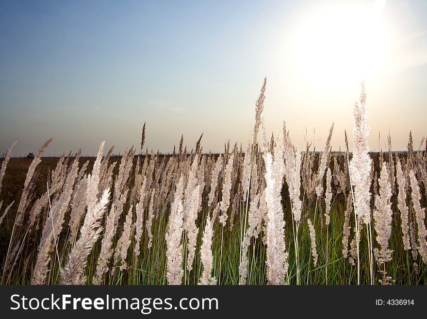 Calamagrostis arundinacea or reed grass at sunset. Calamagrostis arundinacea or reed grass at sunset