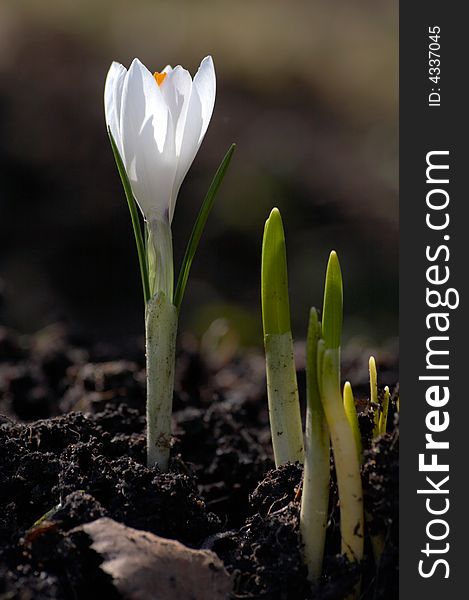 White crocus growing on ground