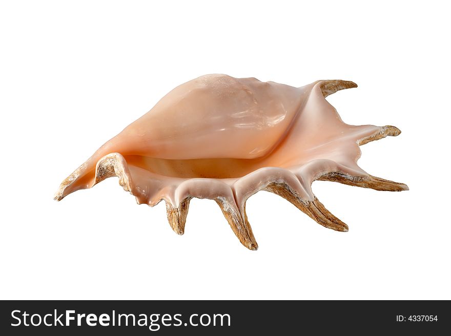 Cockleshell on a white background