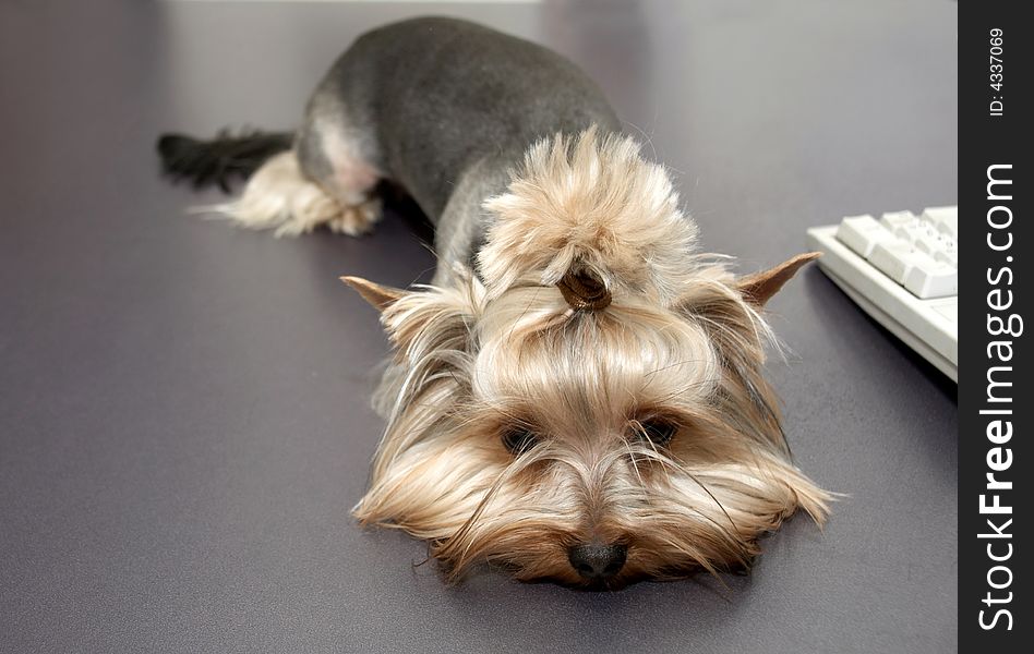 The yorkshire terrier lays on a table near the keyboard
