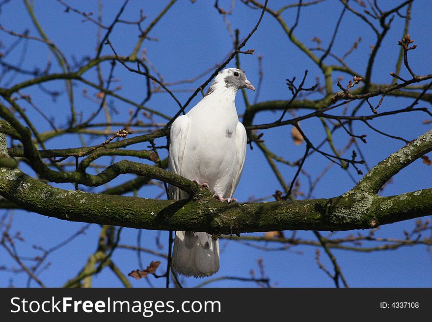 Dove in tree with azure or blue background sky. Dove in tree with azure or blue background sky.