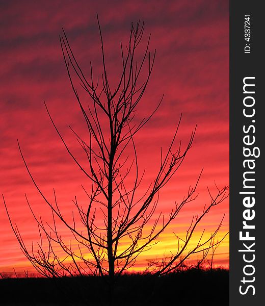 Silhouette tree in black with an burning orange red sky in the background beautiful winter sunset. Silhouette tree in black with an burning orange red sky in the background beautiful winter sunset