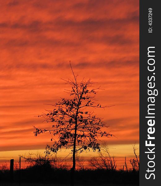 Silhouette tree in black with an burning orange red sky in the background beautiful winter sunset. Silhouette tree in black with an burning orange red sky in the background beautiful winter sunset