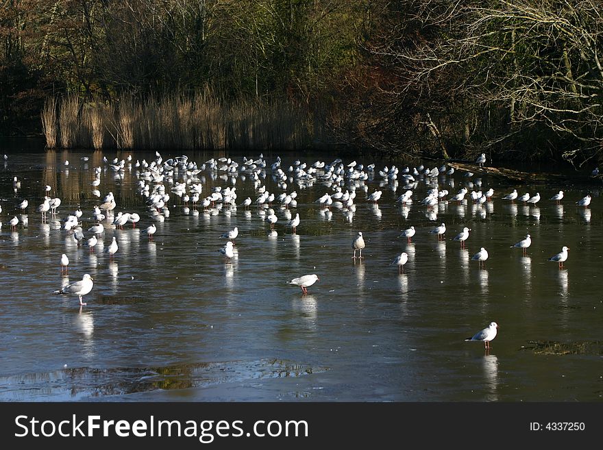 Gulls on frozen lake in deep Winter. Gulls on frozen lake in deep Winter.